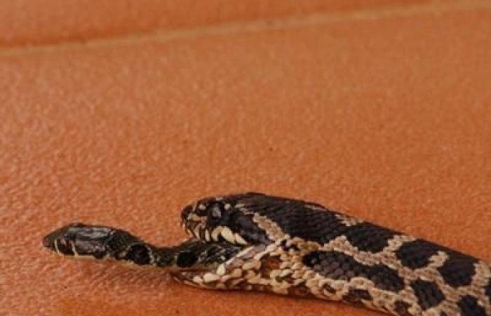 This snake managed to escape from the mouth of the snake that had swallowed it