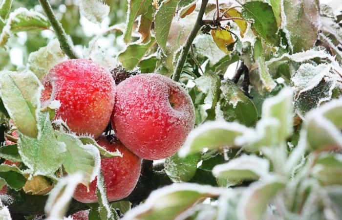 All the steps you need to know to take care of your apple tree in winter