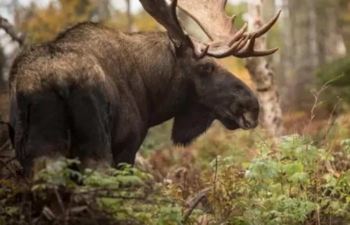 Poaching in the Matane wildlife reserve