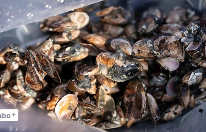 Measures against quagga mussels are proving successful