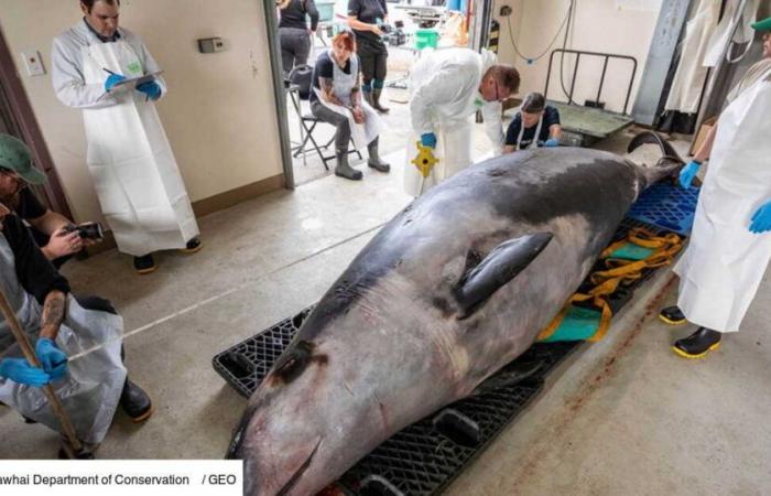 The Eye of GEO: an extremely rare Travers’ beaked whale, found stranded, has 9 stomachs