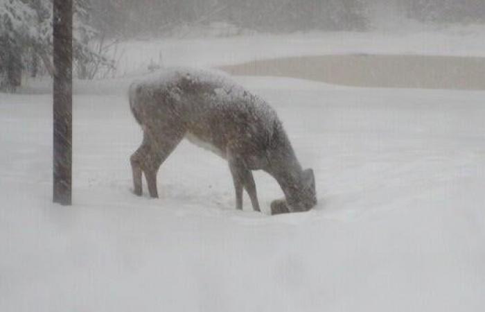 Winter storm in the area today | Weather