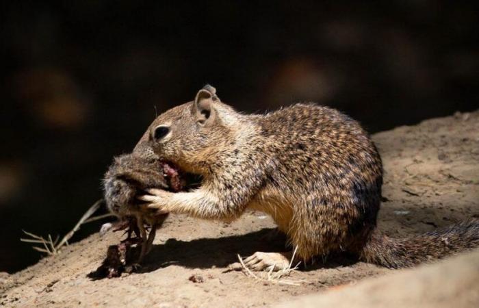 in California, bloodthirsty squirrels