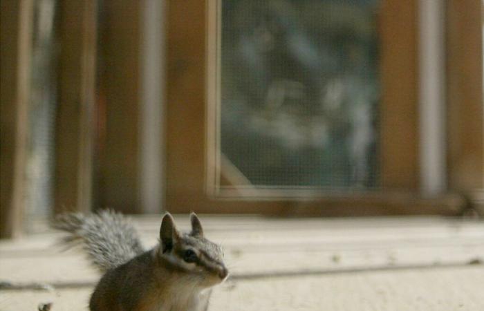 Charming predators: bloodthirsty squirrels (study)