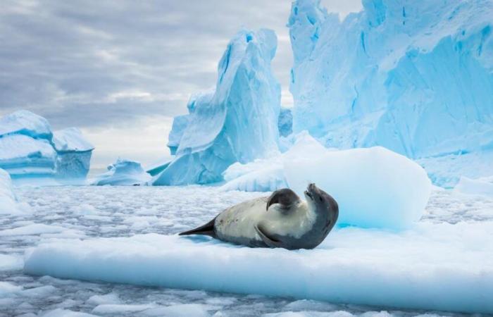 In Antarctica, melting sea ice increases the number of storms