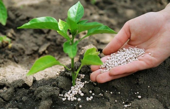 The global fertilizer market at the dawn of profound change