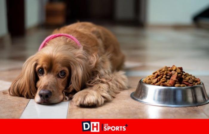 Festive meals: be careful, it’s not just chocolate that can poison your pet