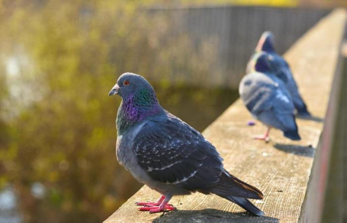 Invaded by pigeons, this town near Bayeux takes radical measures