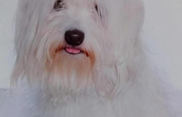 Doubs. Junior, a Maltese bichon, bitten to death by four large dogs in Dasle