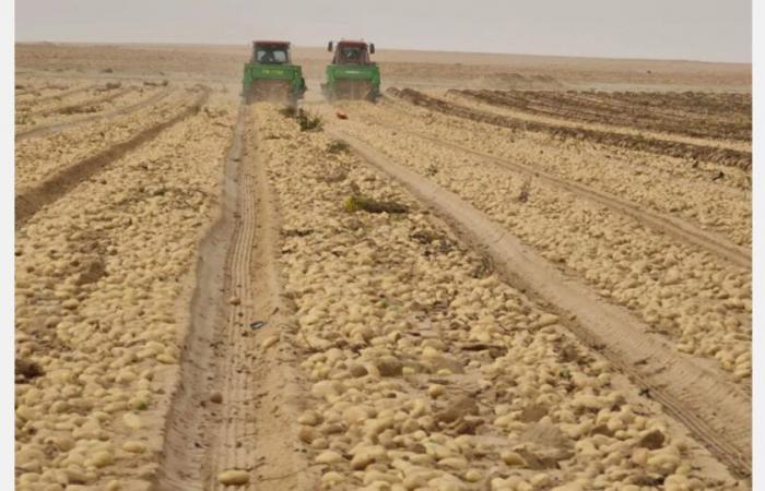 First Egyptian potato harvest expected in mid-January