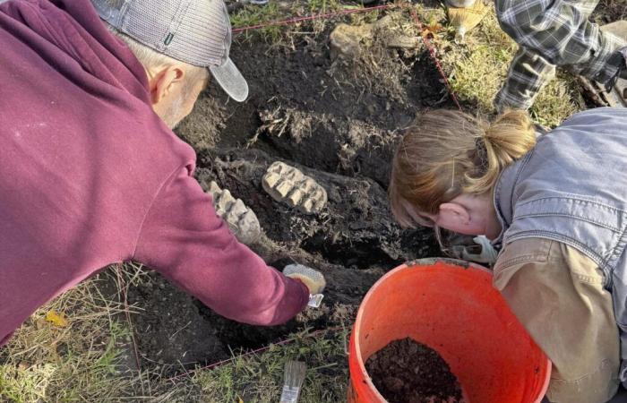 Fossilized mastodon jawbone found in New Yorker’s backyard