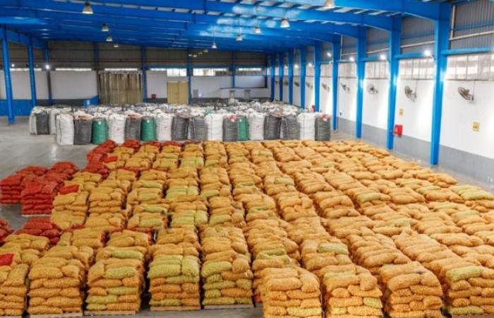 First Egyptian potato harvest expected in mid-January