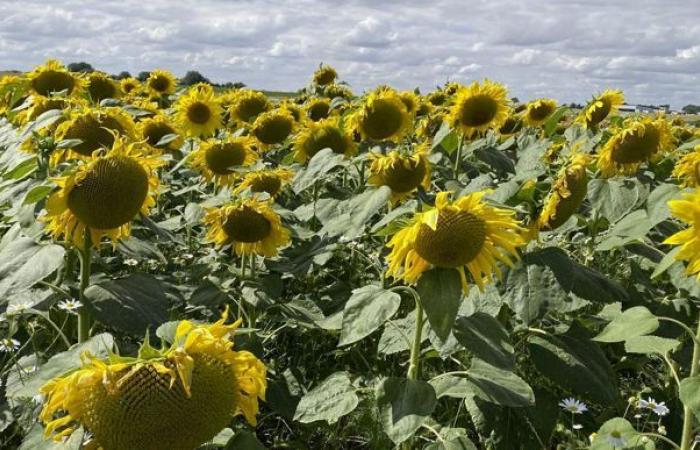 Prices of agricultural products up slightly in October