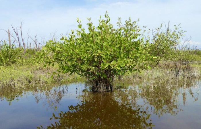 Mangroves and climate change: rewarded research