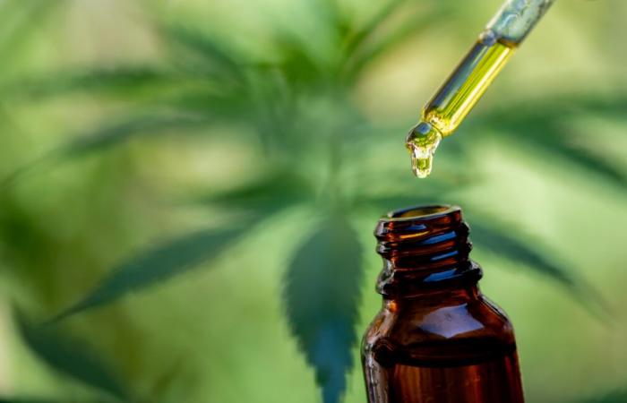 CBD OIL: What the Research Tells Us