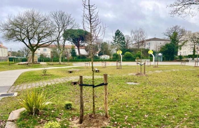 Nearly 50 trees planted at the Montjoie school to green the playgrounds