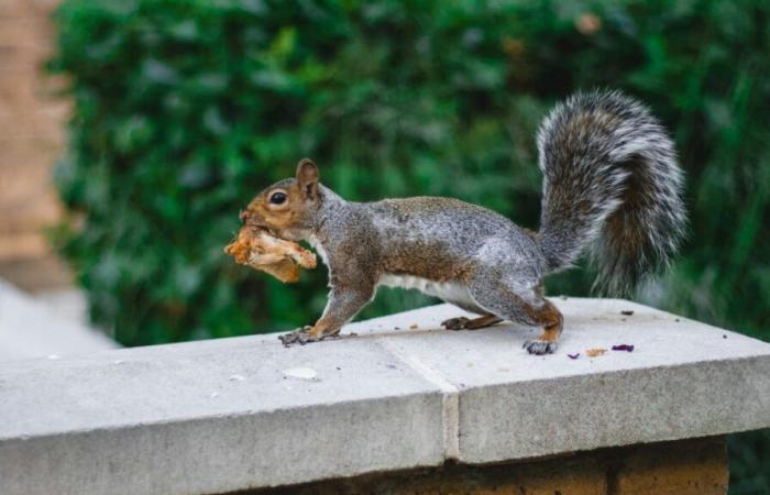 Scientists Caught Squirrels Eating Other Rodents