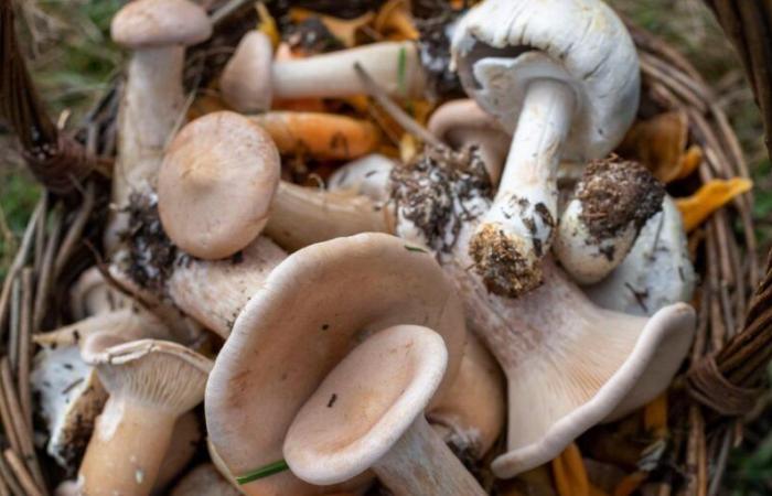 Vaud abandons forced rest for mushroom growers