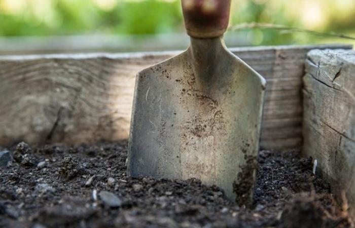 He fell on the jaws of a mastodon while gardening behind his house