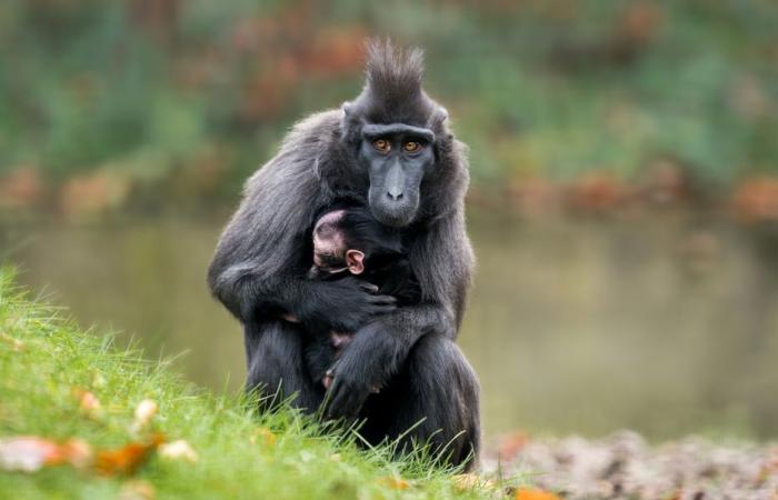 Two births of endangered species at the Mulhouse zoo