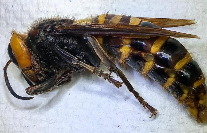 the giant hornet, deadly to humans, has been eradicated