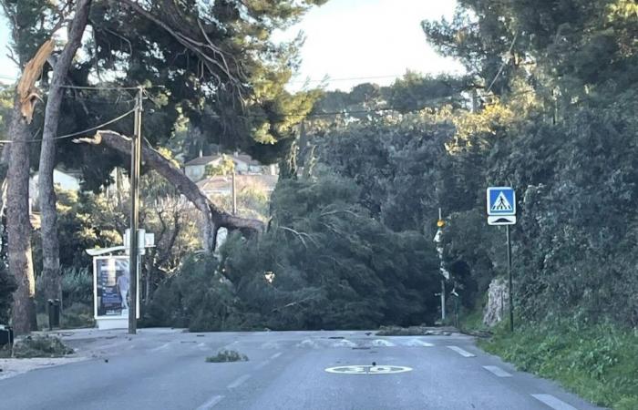 Brush fires, falling trees… Already around twenty wind-related interventions in the Var, here is what awaits you this weekend