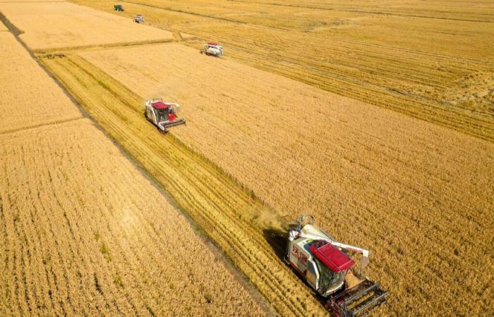 Life in China’s rural areas increasingly prosperous, with new agricultural advances