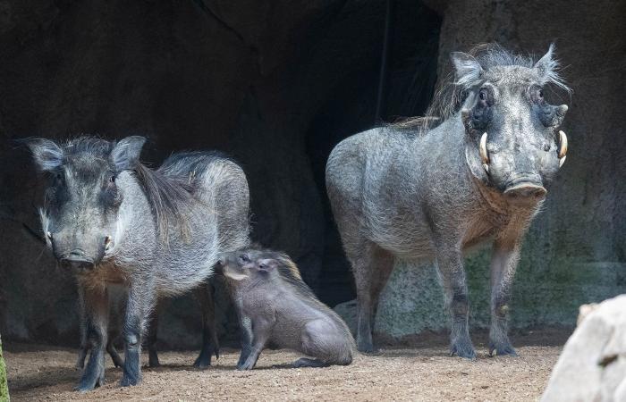 The Lion King” comes to life at BIOPARC