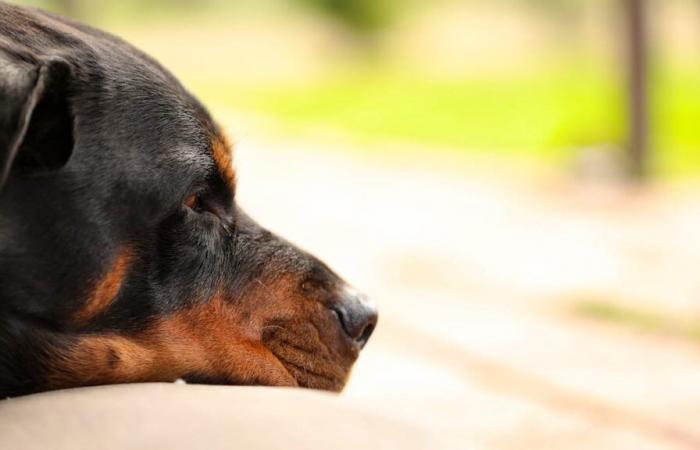 After two attacks, the Canton of Zurich bans rottweilers