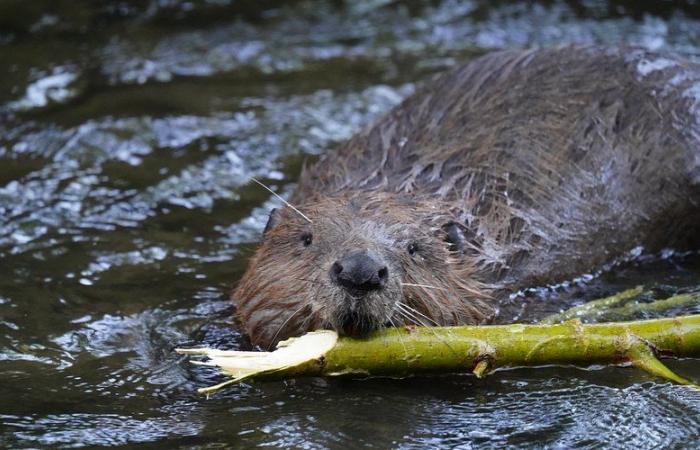 VIDEO. “Obviously we have nothing against beavers”: flooded farmers exasperated by rodent dams