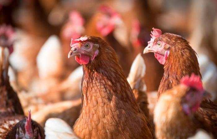 Tunisia: Does H5N1 represent a new global threat after the coronavirus?