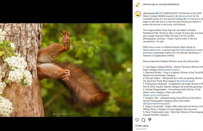 Hilarious photo of a squirrel stuck in a tree voted funniest photo of the year