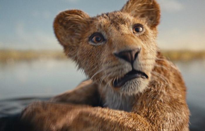 “Mufasa” in theaters: with the return of the Lion King the desire to travel to Kenya