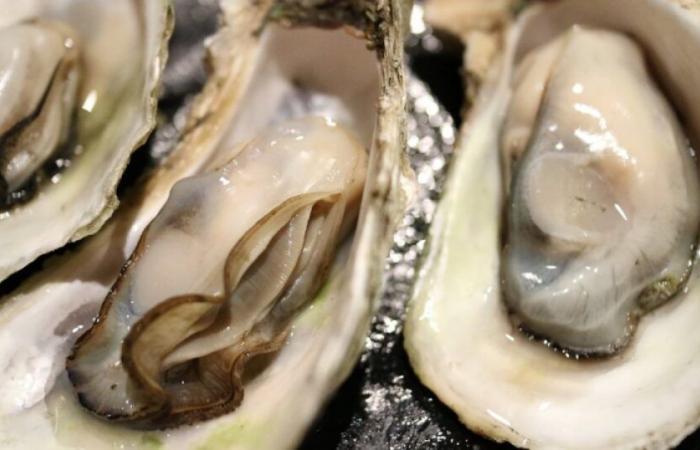 United States: a seafood tasting turns into a nightmare for more than 80 people: News