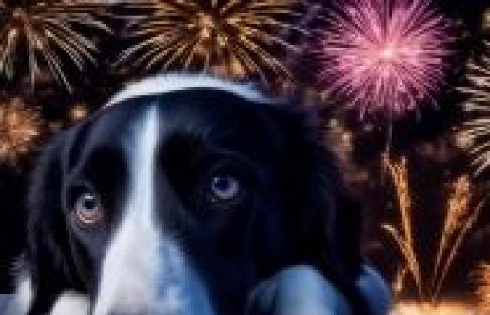 “Were they not forbidden?”: Julie is exasperated by fireworks which “terrorize” her pets