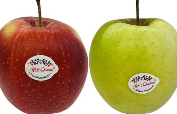 “Apples are stored in the hope of getting better prices from the processing industry”