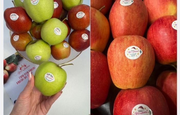 “Apples are stored in the hope of getting better prices from the processing industry”