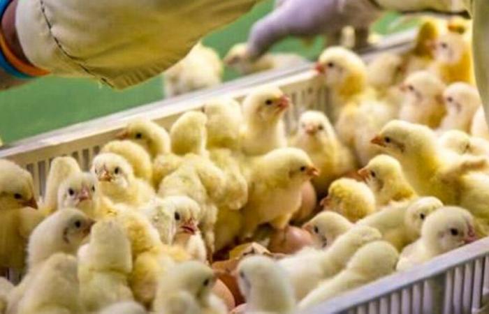 New rules in Switzerland: Protected puppies and chicks