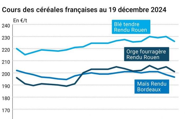 COTidienne | Cereals – Fall in wheat prices on Euronext despite the decline of the euro against the dollar