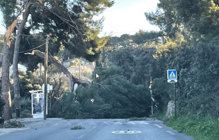 Power cuts, port of Toulon closed… update on yellow vigilance for strong winds in the Var