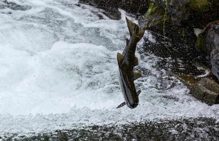 The human factor | What is the best salmon for the environment?