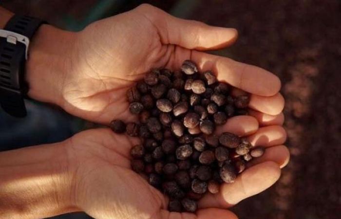 Domestic coffee prices may remain at current levels