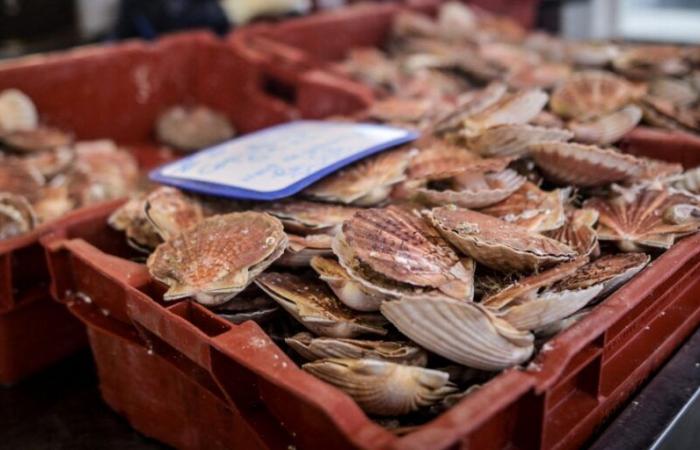 In the bay of Saint-Malo, the return of the scallop makes people happy for the holidays