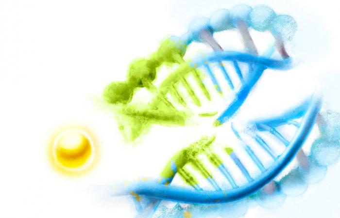 An inexpensive test that can be used by everyone to detect “Escherichia coli”