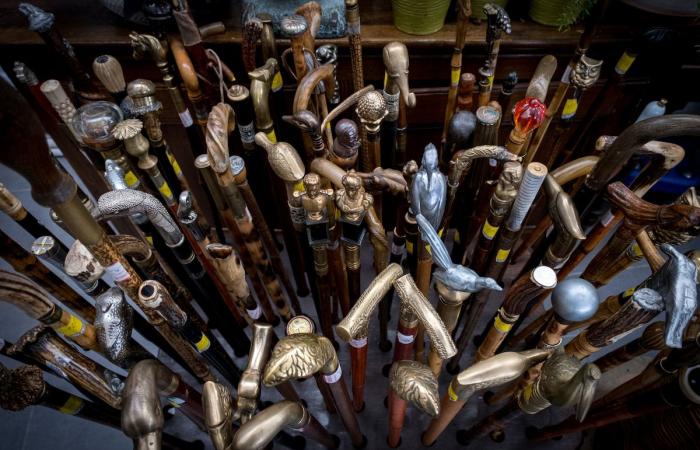 This Hennuyer sells his collection of 1000 old canes: “It’s starting to take up a lot of space” (video)