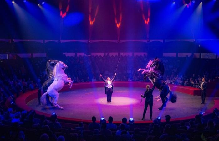 The most famous French circus returns to Bordeaux and celebrates its 40th anniversary