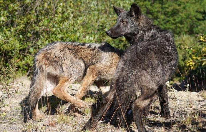 Quebec premiere: orphaned cubs reintegrated into our forests