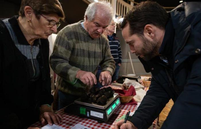 truffle, the black gold of Charente-Maritime