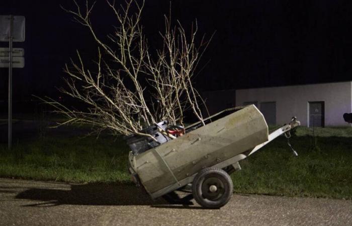 green activists grow plum trees at night in Nancy – Libération