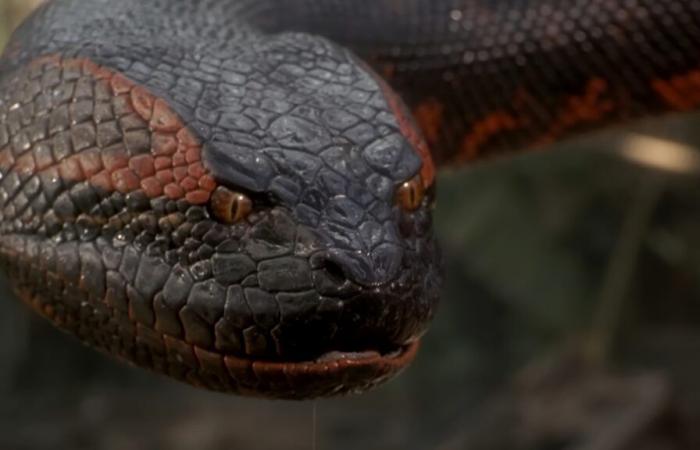 Anaconda, with Jack Black and Paul Rudd, is official and has a release date